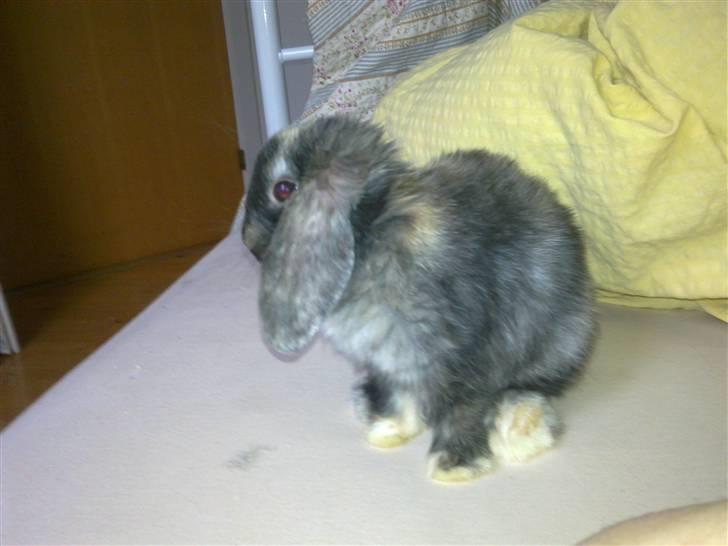 Kanin Ninus billede 4