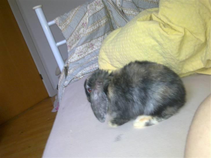 Kanin Ninus billede 5