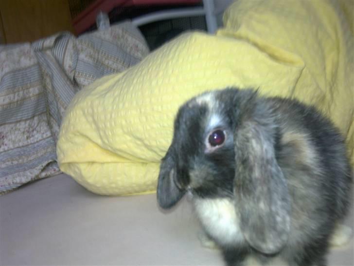 Kanin Ninus billede 6