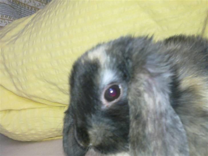 Kanin Ninus billede 7