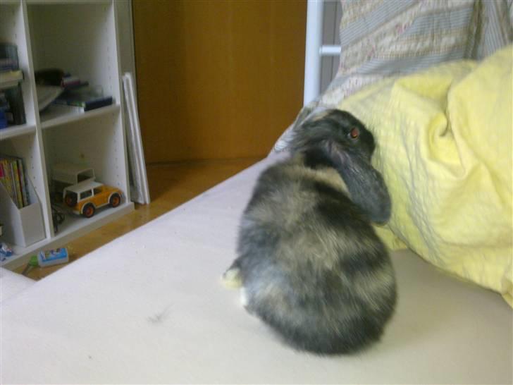 Kanin Ninus billede 8