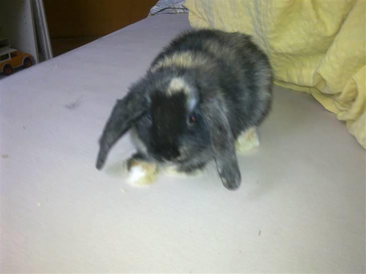 Kanin Ninus billede 9