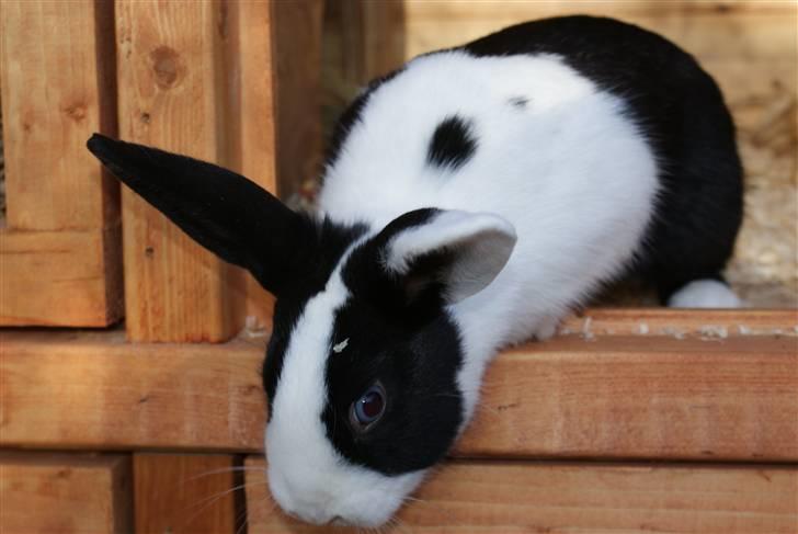 Kanin | Django R.I.P. - Django i sit nye bur :) billede 3