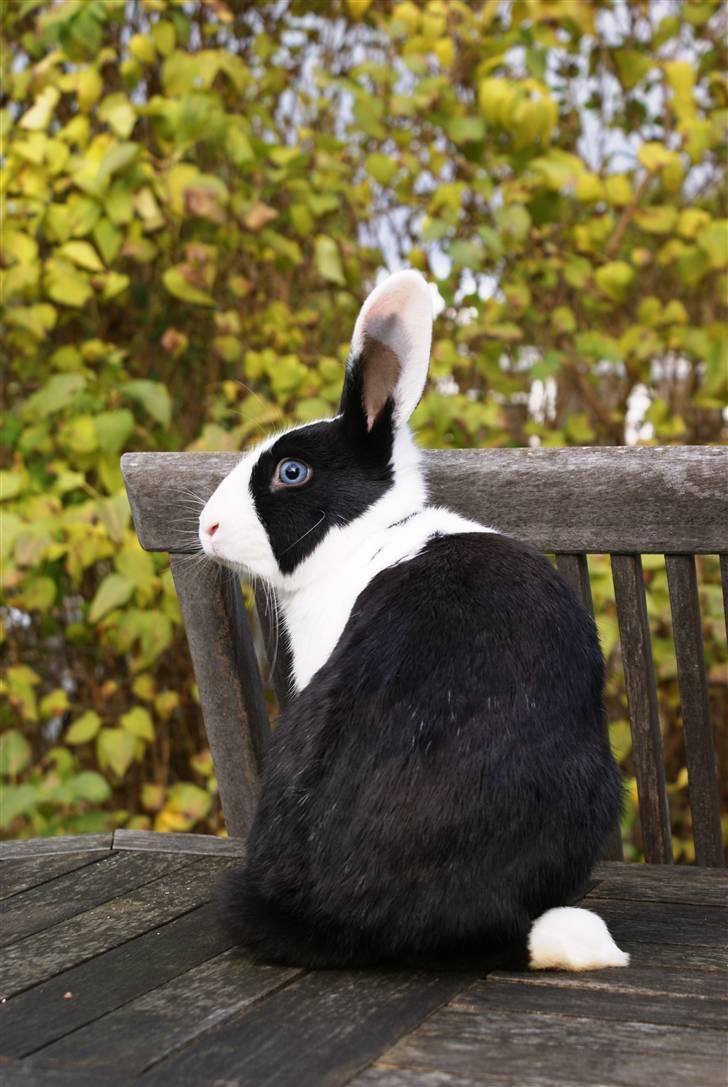 Kanin | Django R.I.P. - Tyra Bank´s pose ;) billede 4