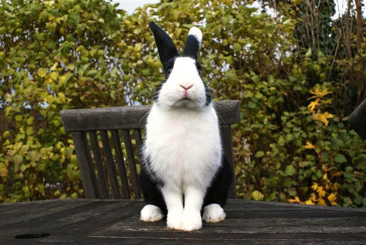 Kanin | Django R.I.P. billede 5