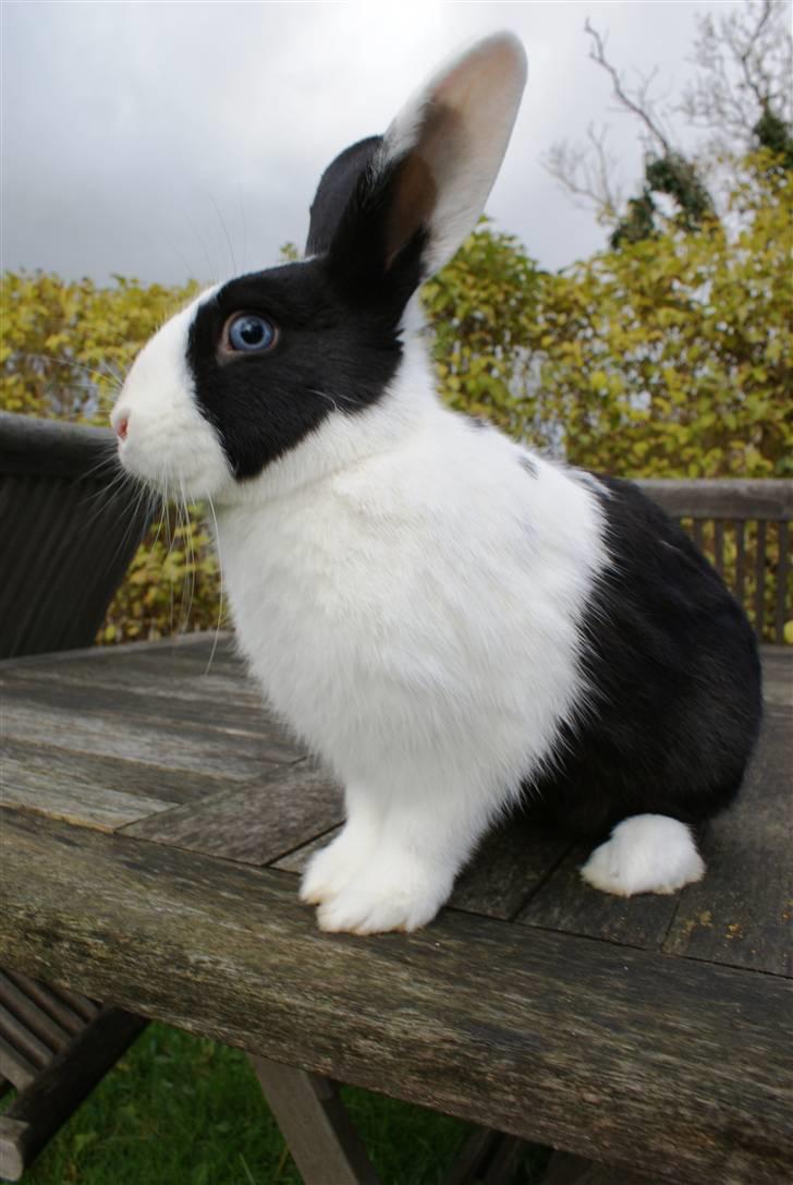 Kanin | Django R.I.P. billede 6