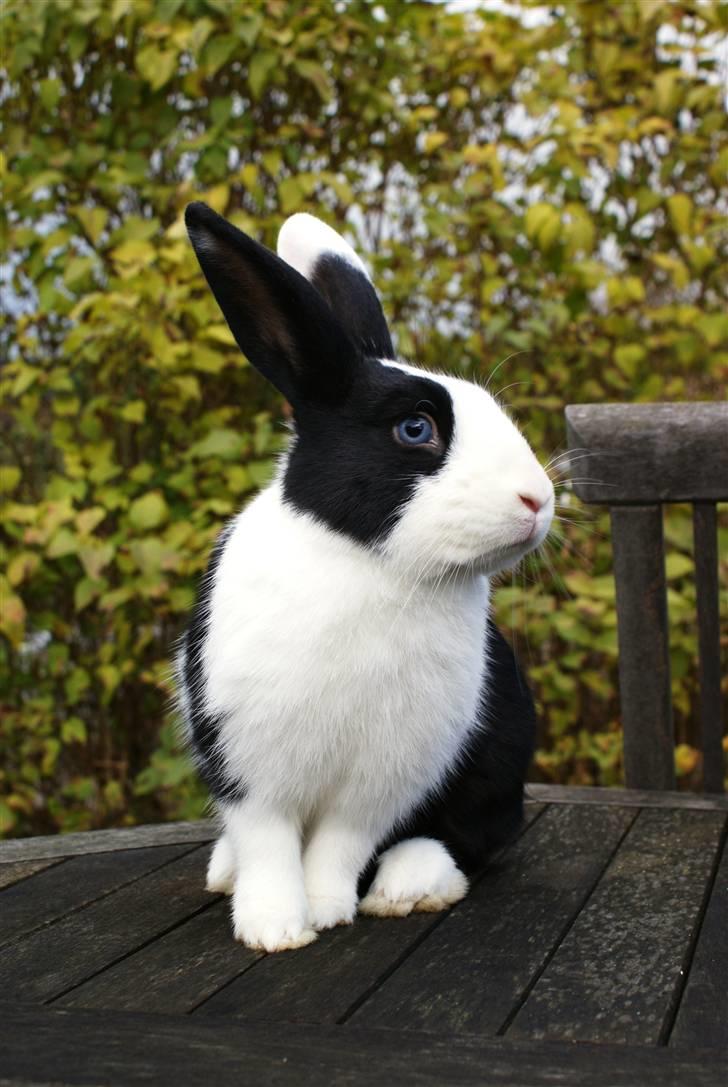 Kanin | Django R.I.P. billede 7