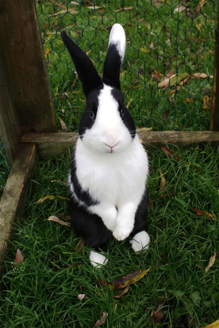 Kanin | Django R.I.P. - Nysgerrige basse. Den dag jeg fik ham :) billede 8