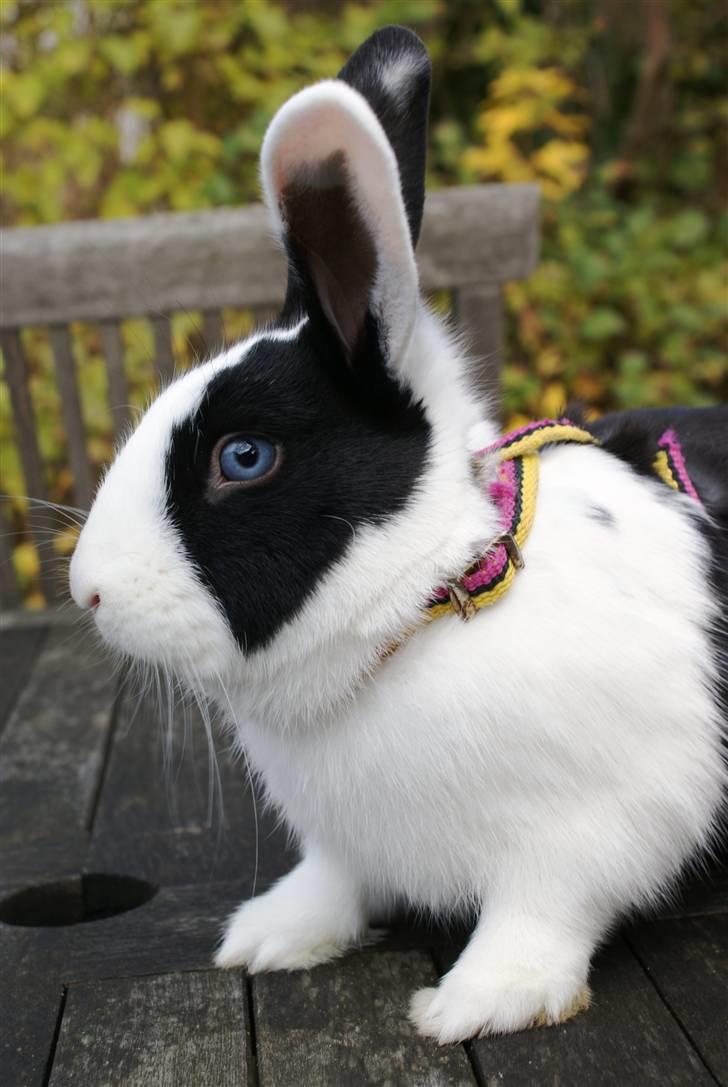 Kanin | Django R.I.P. - Smukke! billede 9