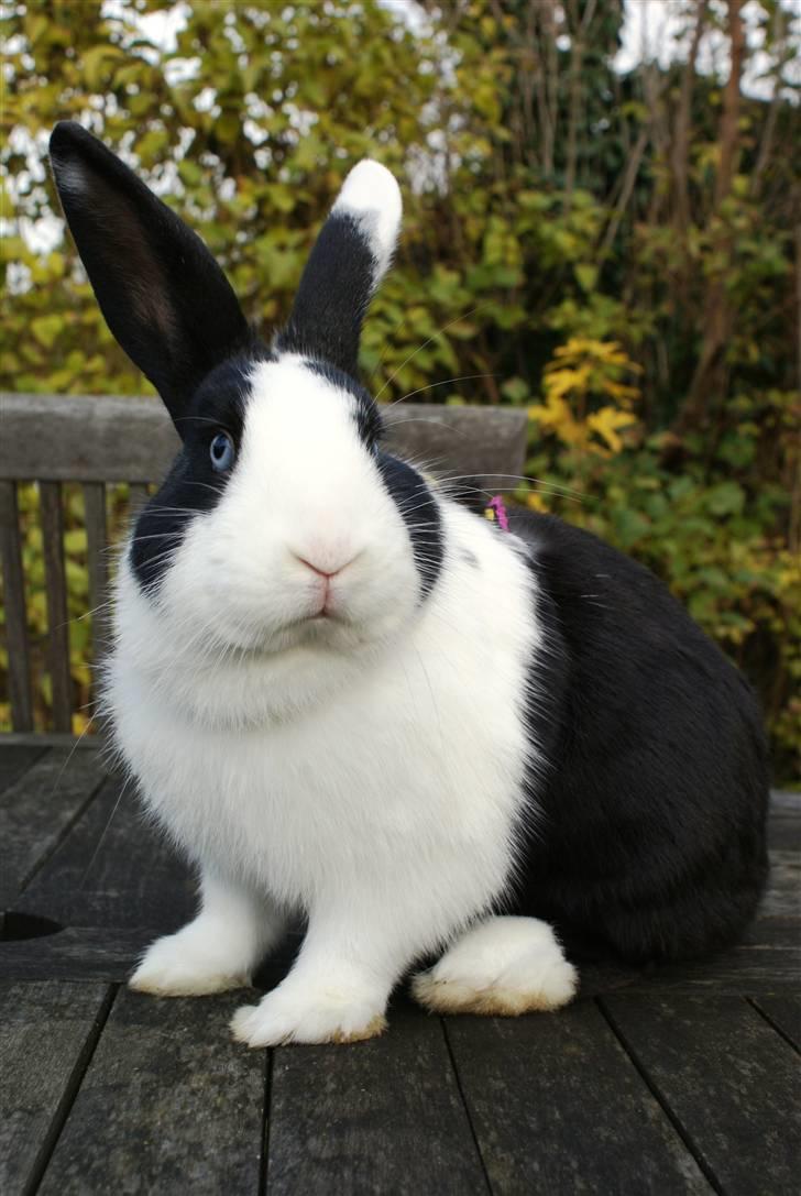 Kanin | Django R.I.P. billede 10