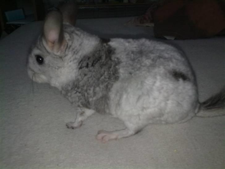 Chinchilla Nielsens Oliver billede 1