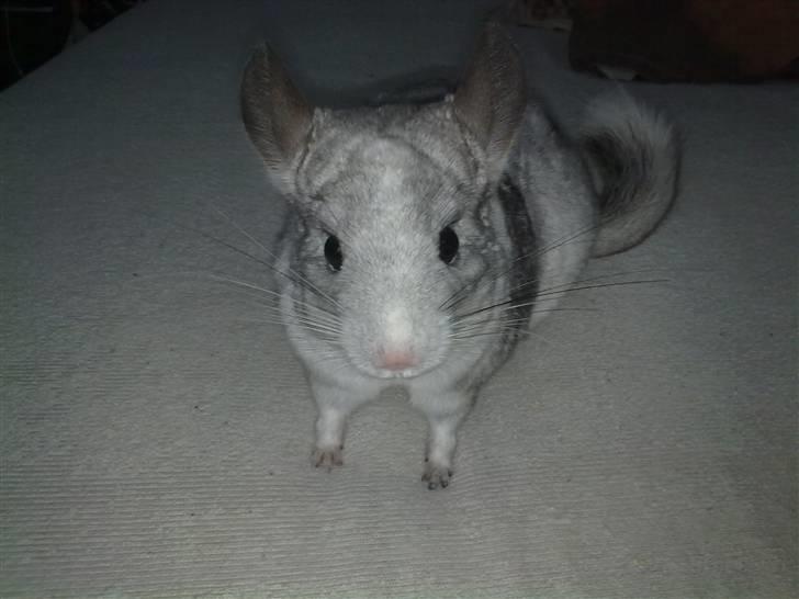 Chinchilla Nielsens Oliver billede 2