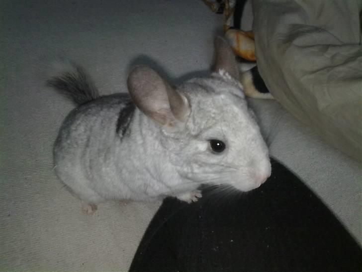 Chinchilla Nielsens Oliver billede 3
