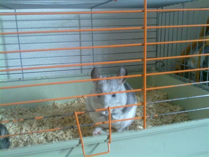 Chinchilla Nielsens Oliver billede 4