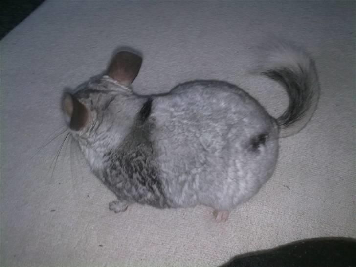 Chinchilla Nielsens Oliver billede 5