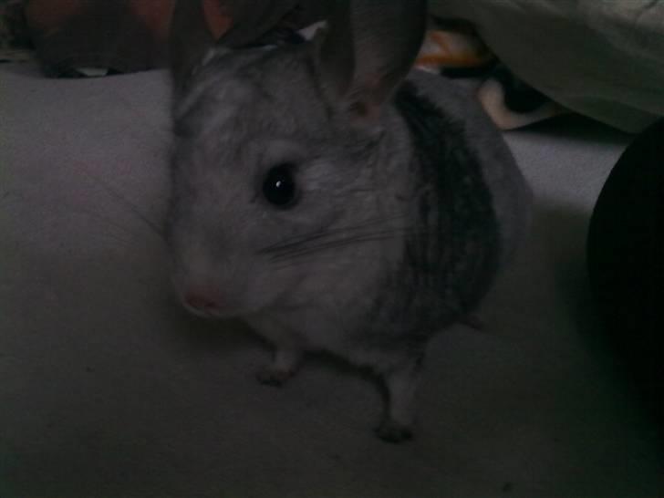Chinchilla Nielsens Oliver billede 6
