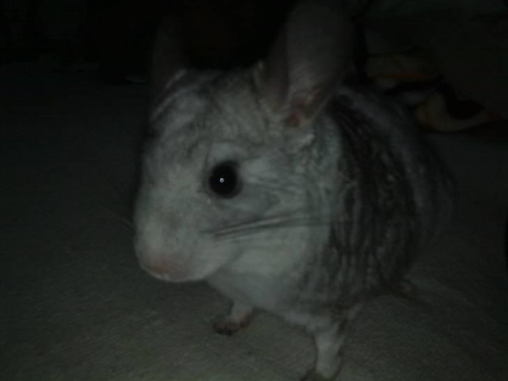 Chinchilla Nielsens Oliver billede 7