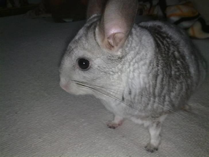 Chinchilla Nielsens Oliver billede 8