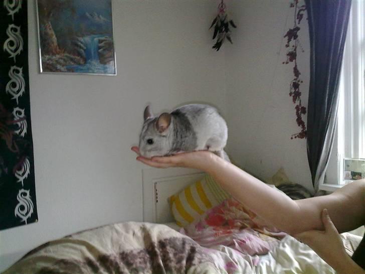 Chinchilla Nielsens Oliver billede 9