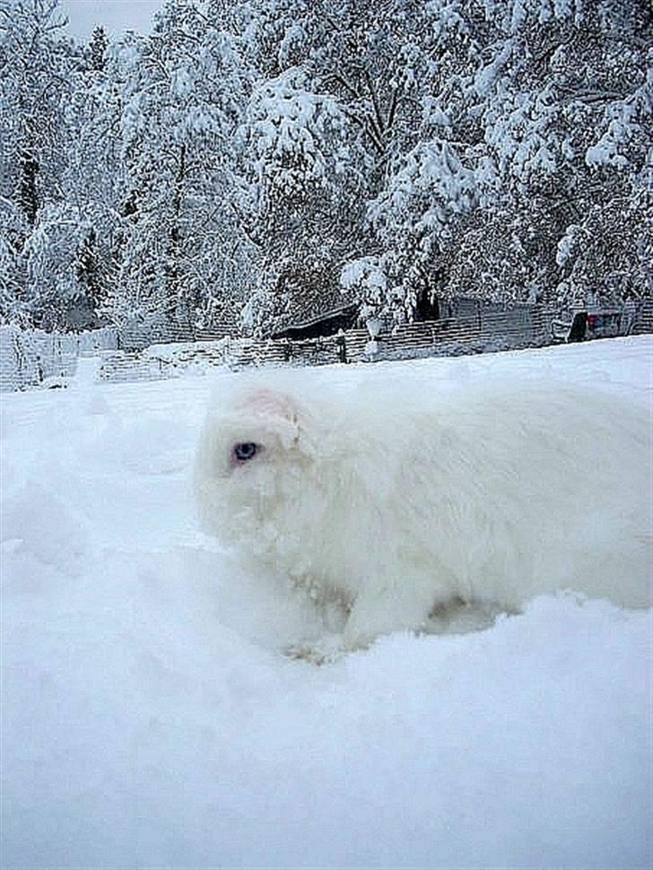 Kanin Evita <3 billede 3