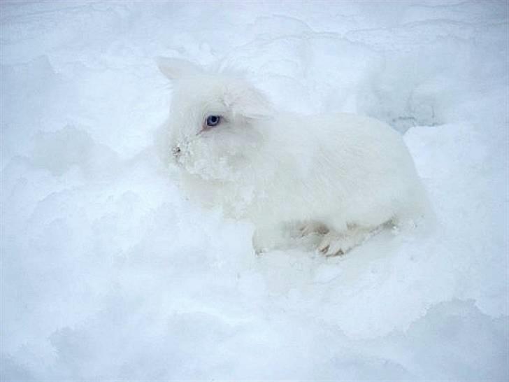 Kanin Evita <3 billede 4