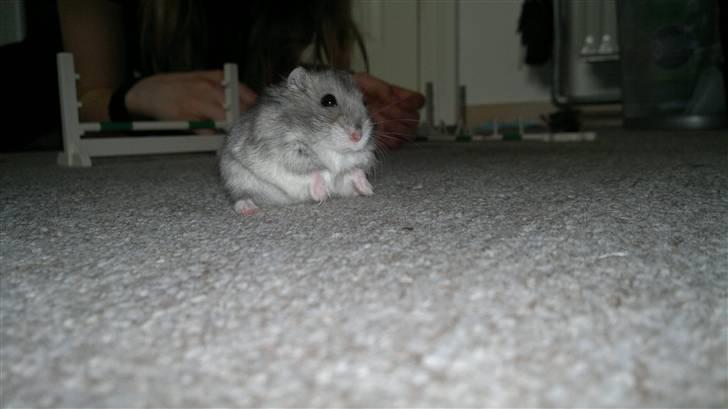 Dværghamster Grønnebæk's Nico - Gået bort - Velkommen! *NYT!!!* billede 1