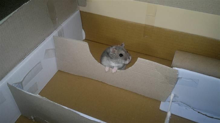 Dværghamster Grønnebæk's Nico - Gået bort - Evt. jeg elsker dig? billede 2