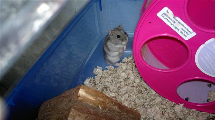 Dværghamster Grønnebæk's Nico - Gået bort - Nico i skræmmekrog!:D (Eller det tror han selv) *NYT!!!* billede 3