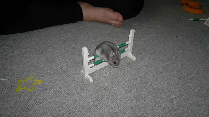 Dværghamster Grønnebæk's Nico - Gået bort - *NYT!!!* billede 4