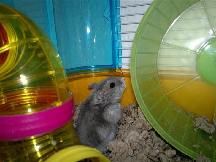 Dværghamster Grønnebæk's Nico - Gået bort - Kan ikke forklare hvor meget jeg elsker dig<3 billede 5