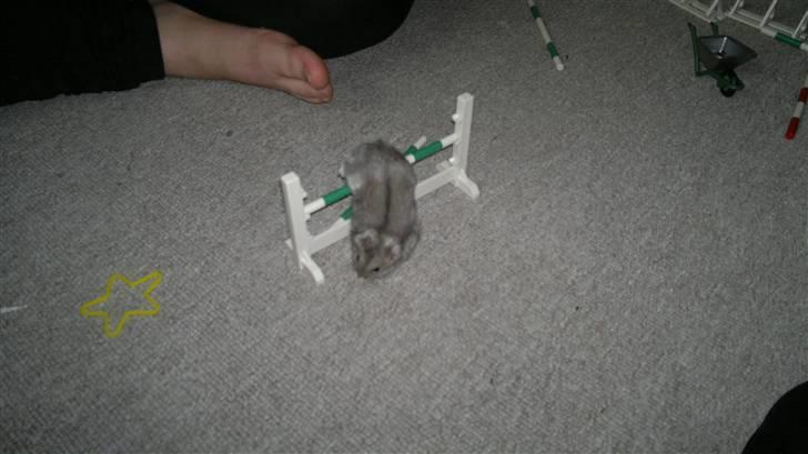 Dværghamster Grønnebæk's Nico - Gået bort - Halløj, Nico<3 billede 6