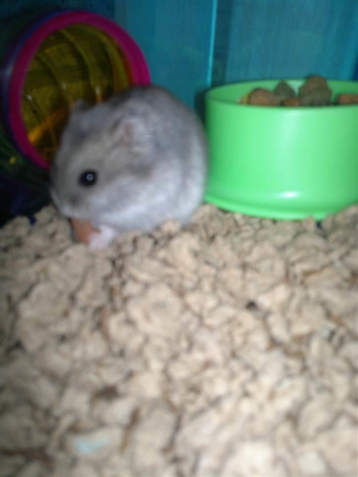 Dværghamster Grønnebæk's Nico - Gået bort - Uden mad og drikke, du´r helten ikke:D billede 7