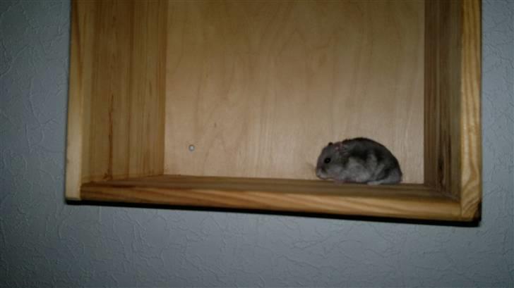 Dværghamster Grønnebæk's Nico - Gået bort - *NYT!!!* billede 8