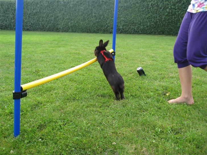 Kanin Magnus - lidt opvarmning Foto Mig:) billede 1