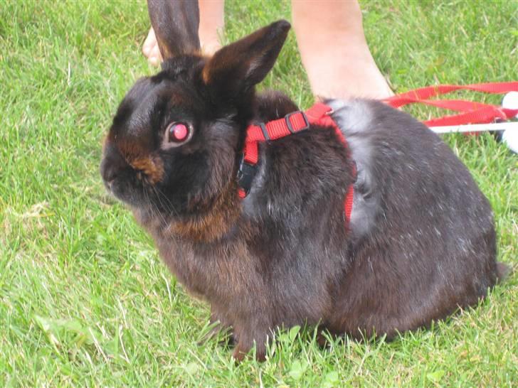 Kanin Magnus - på græs tur Foto Mig:) billede 2