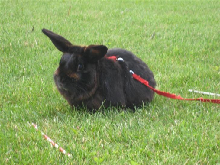Kanin Magnus - på græs Foto Mig:) billede 3