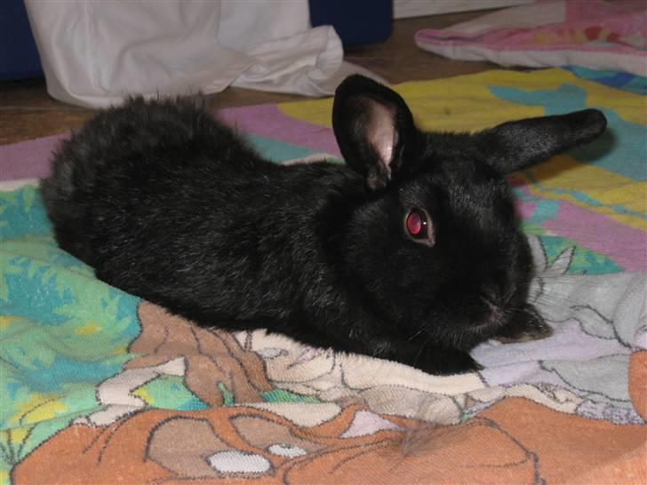 Kanin Magnus - slaping Foto Mig:) billede 4