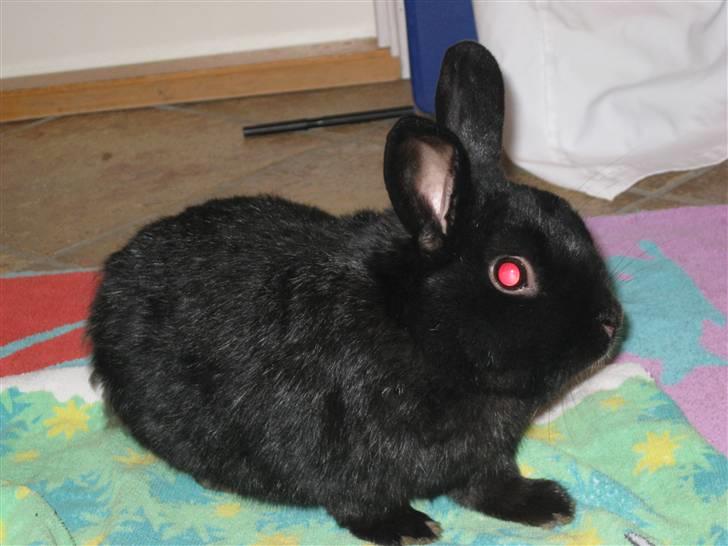 Kanin Magnus - Nysgery Foto Mig:) billede 5