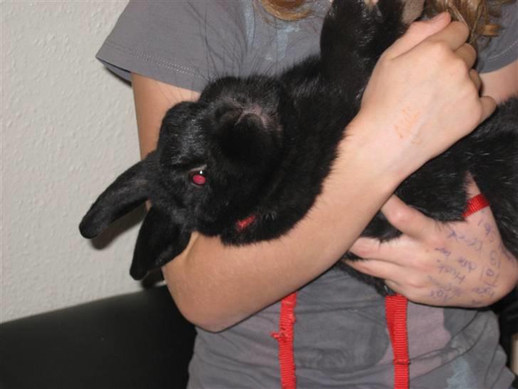 Kanin Magnus - på vej ud i buret Foto Laura:) billede 6