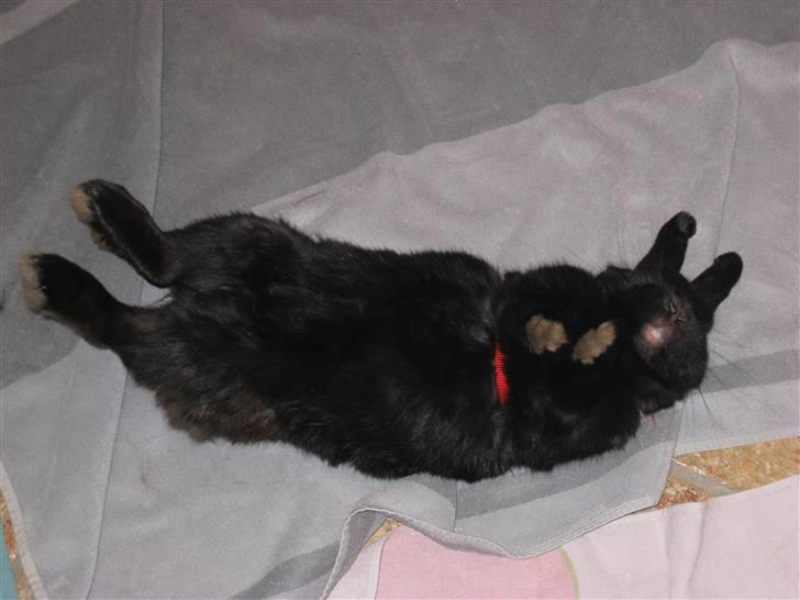 Kanin Magnus - her kan i se Magnus spille død det gik kun i 2 min. og 7 sekunder Foto Mig:) billede 7