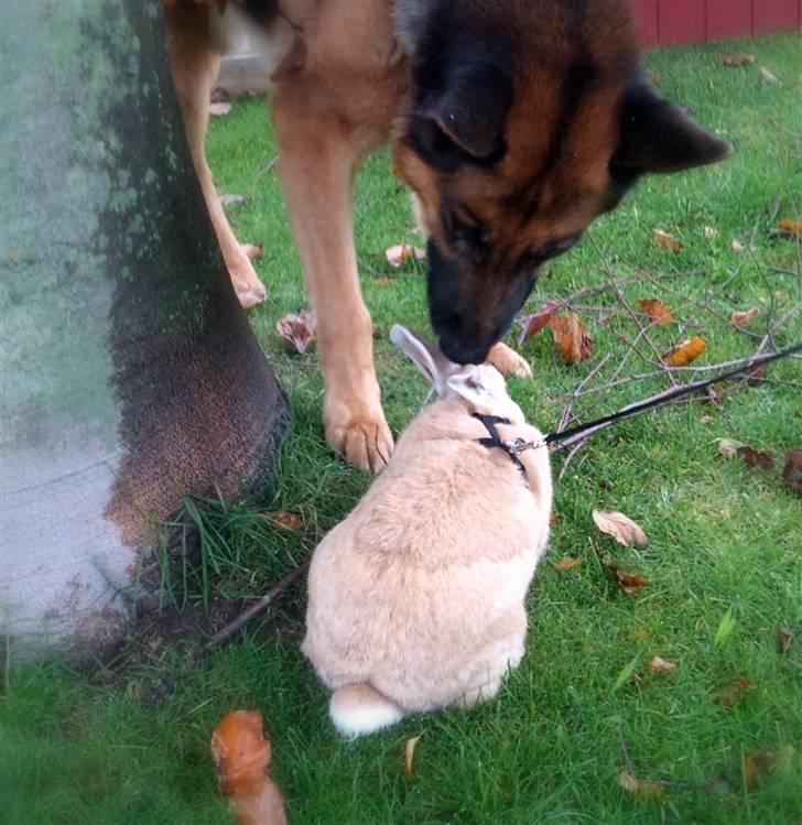 Kanin Nougat billede 1