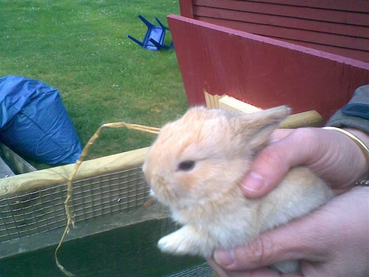 Kanin Nougat billede 2