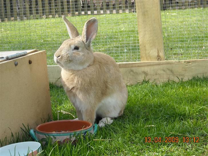 Kanin Nougat - forår 2009 billede 3