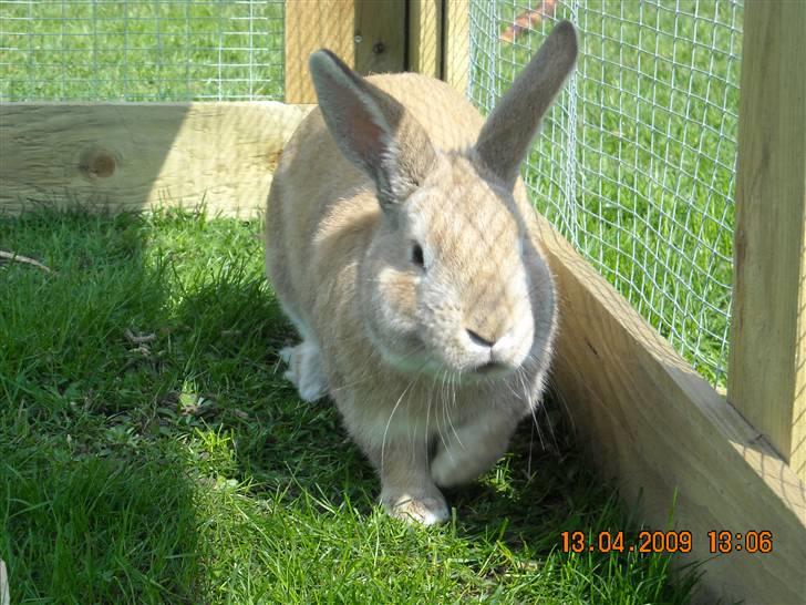 Kanin Nougat - Nougat løber! :p billede 4