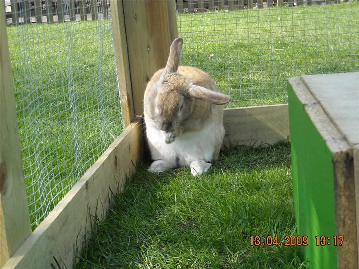 Kanin Nougat - Nougat gør sig fin :)  billede 5