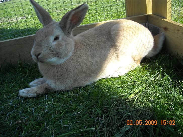 Kanin Nougat billede 6