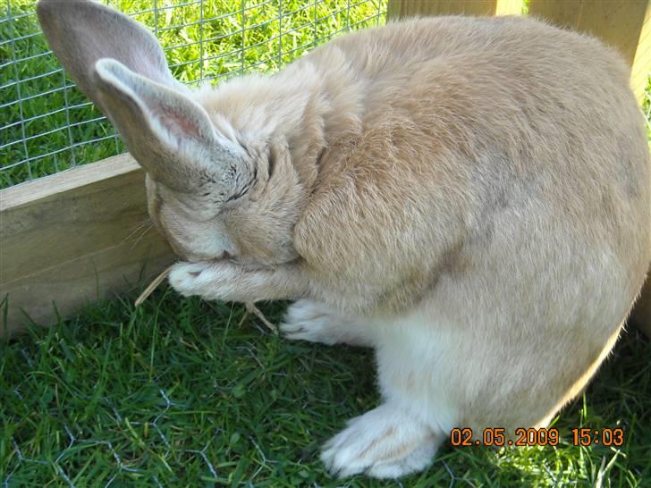 Kanin Nougat billede 7