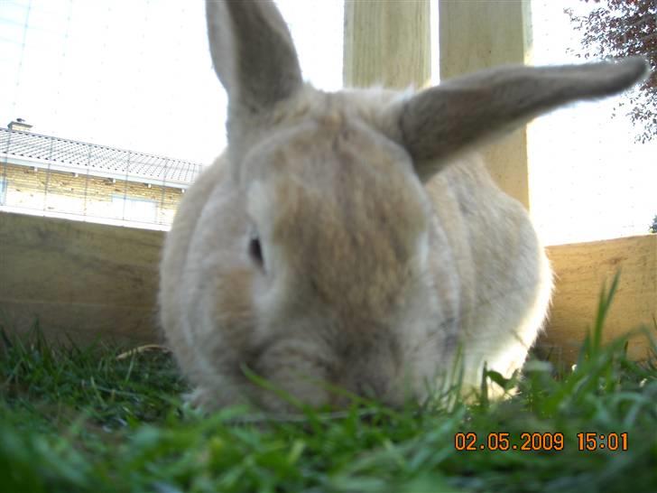 Kanin Nougat billede 9