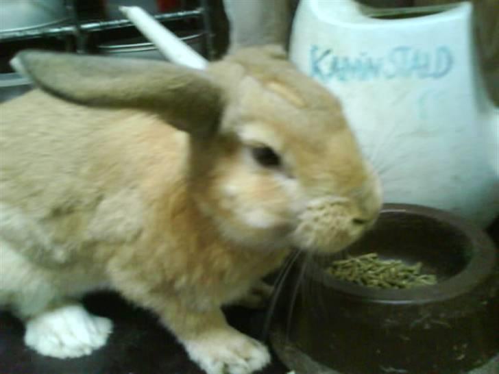 Kanin Nougat billede 10