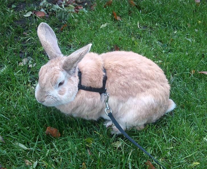 Kanin Nougat billede 11